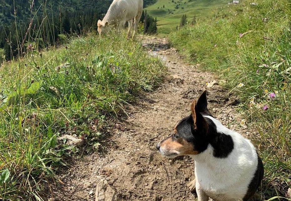 Attila auf einem Wanderweg, im Hintergrund eine Kuh